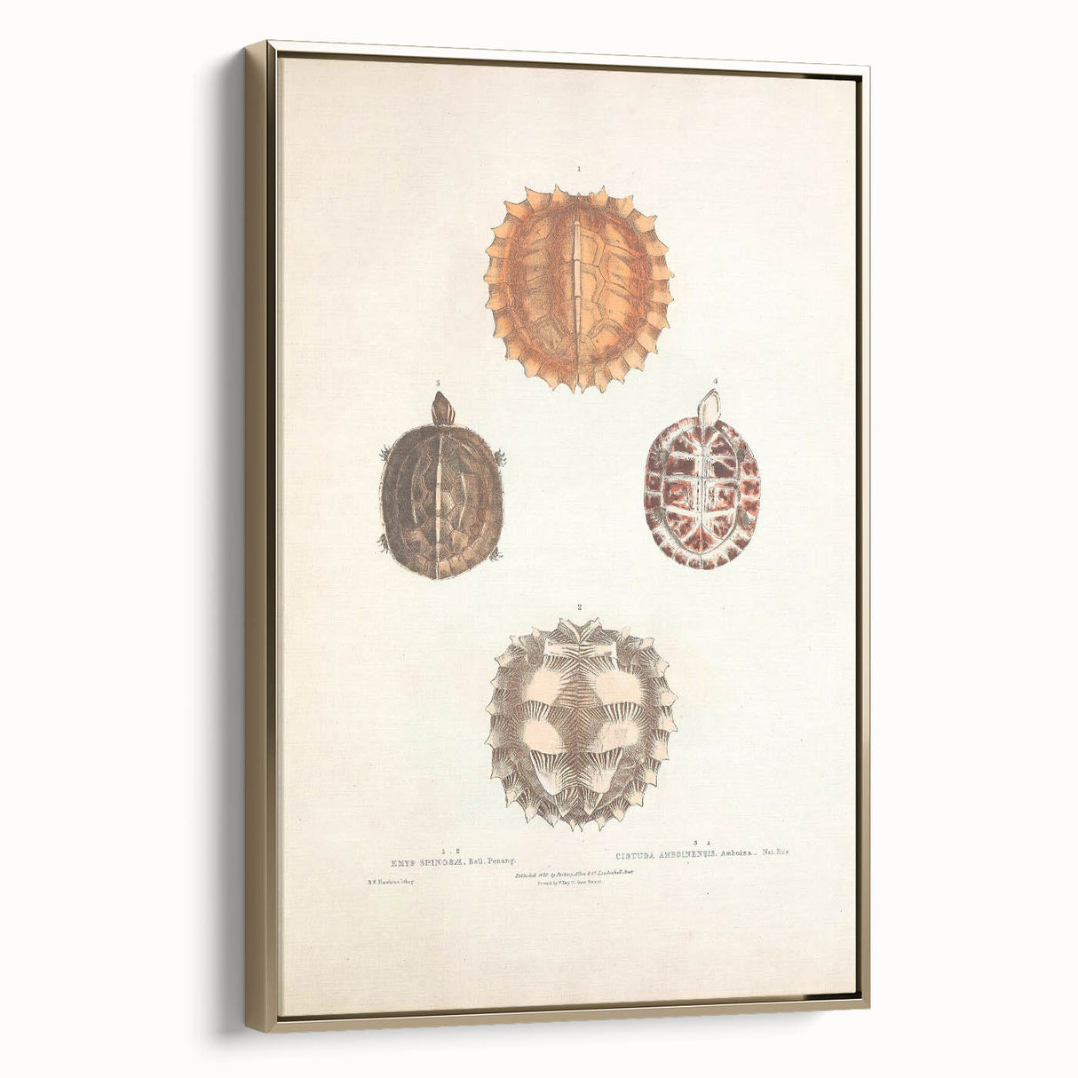 Vintage Animal Art – Spiny Turtle Illustration Wall Print