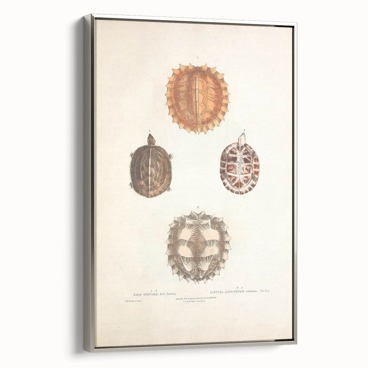 Vintage Animal Art – Spiny Turtle Illustration Wall Print