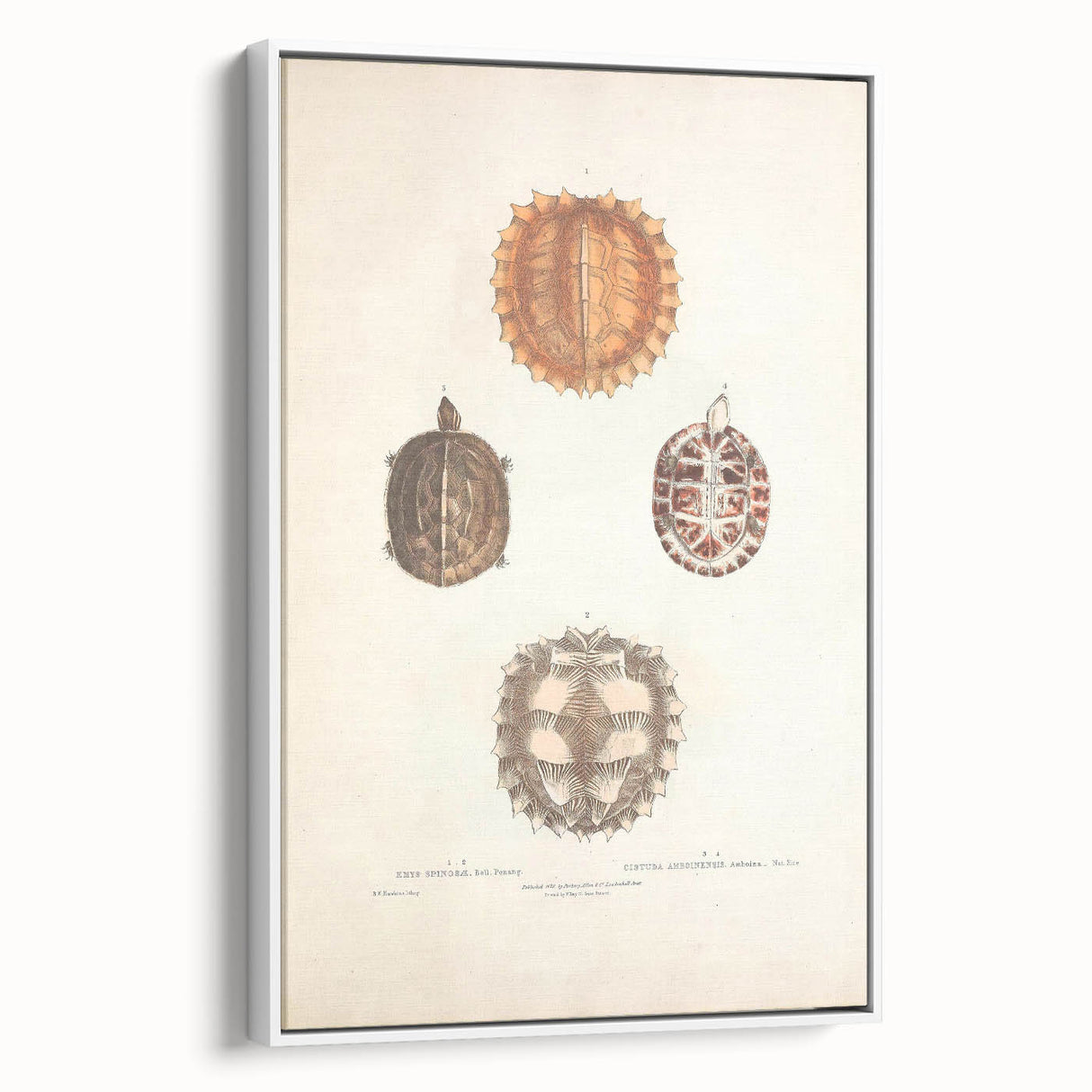 Vintage Animal Art – Spiny Turtle Illustration Wall Print