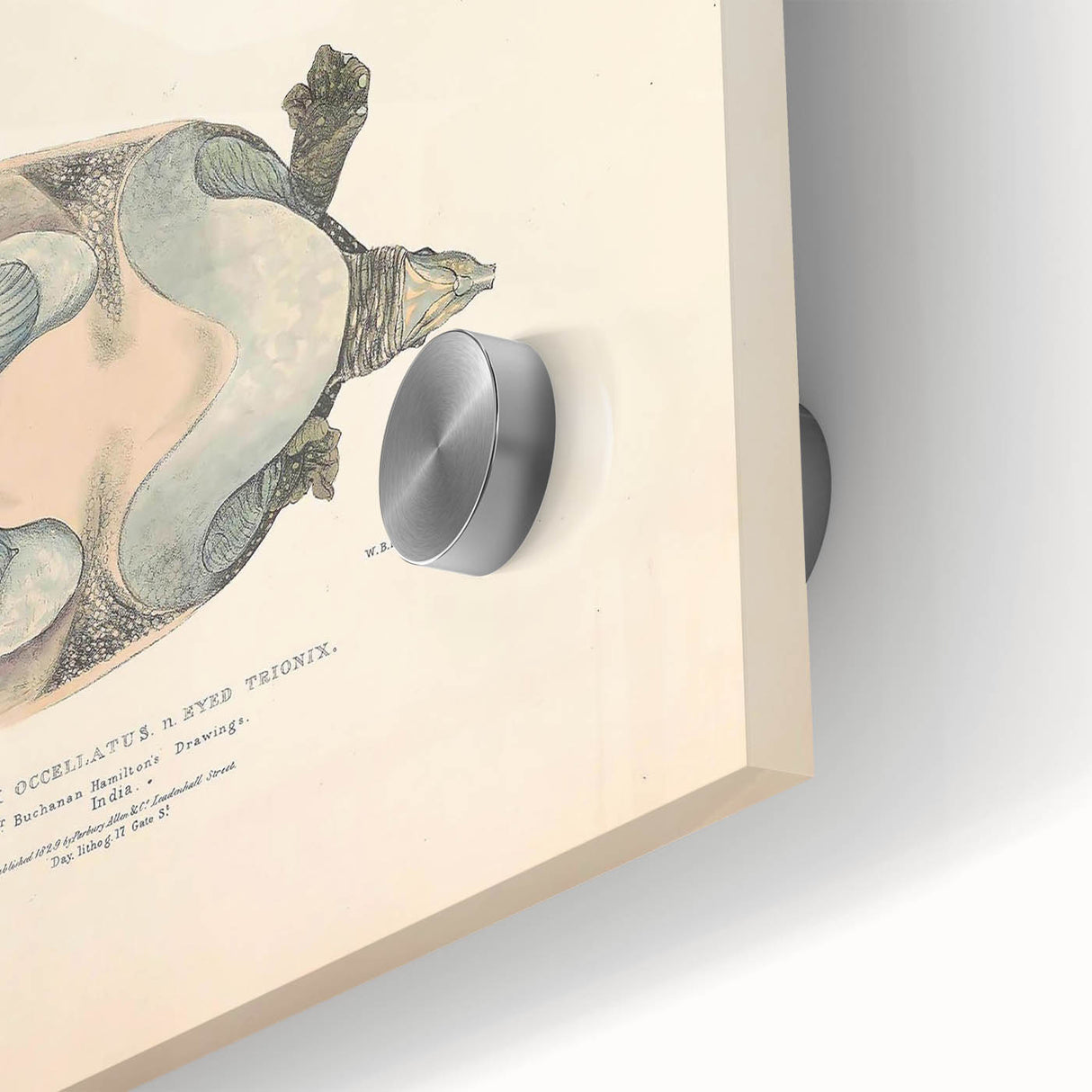 Vintage Animal Art – Eyed Trionix Turtle Illustration Print
