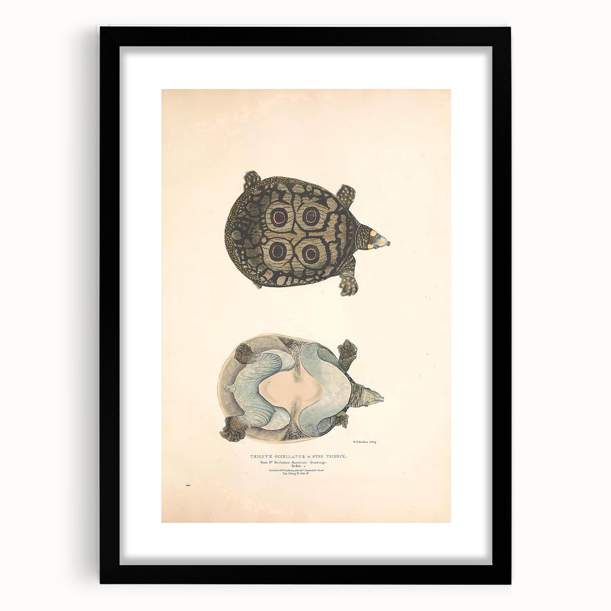 Vintage Animal Art – Eyed Trionix Turtle Illustration Print