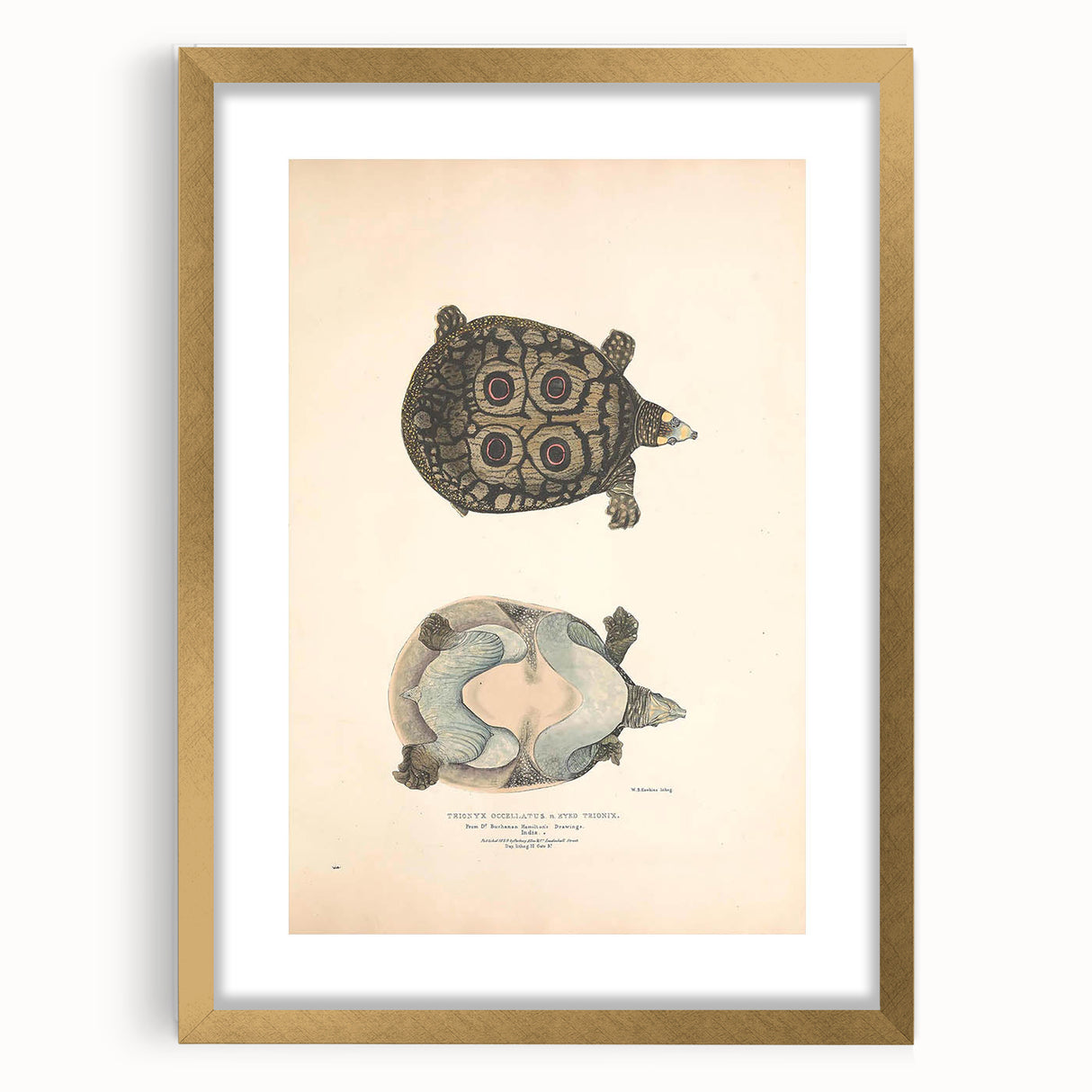 Vintage Animal Art – Eyed Trionix Turtle Illustration Print