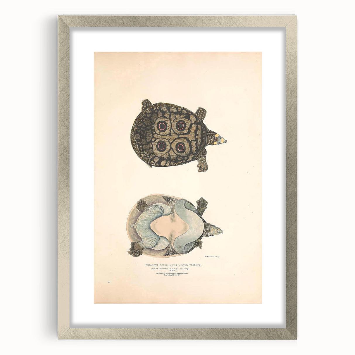 Vintage Animal Art – Eyed Trionix Turtle Illustration Print