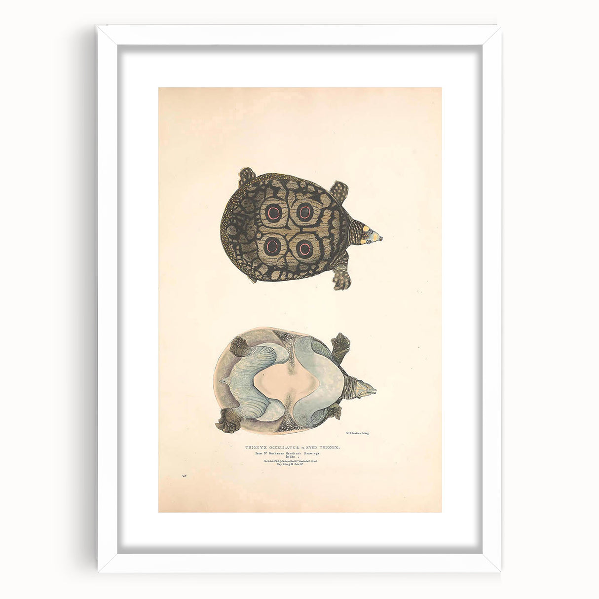 Vintage Animal Art – Eyed Trionix Turtle Illustration Print