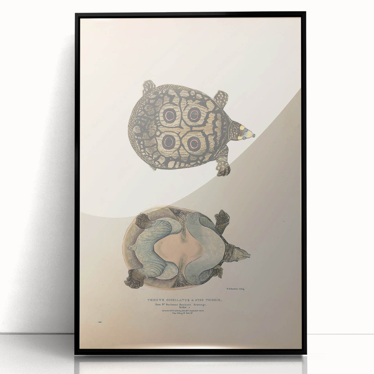Vintage Animal Art – Eyed Trionix Turtle Illustration Print