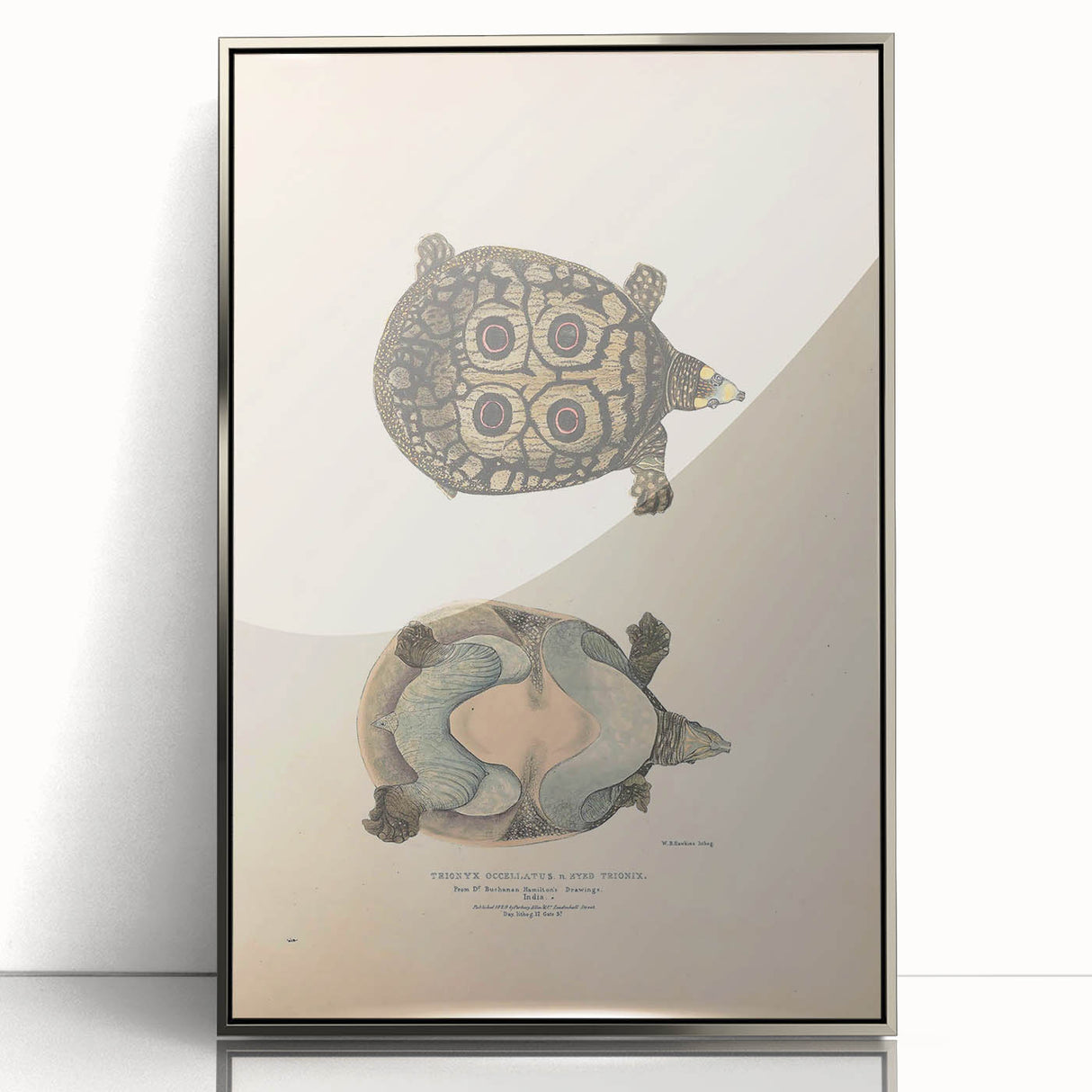 Vintage Animal Art – Eyed Trionix Turtle Illustration Print