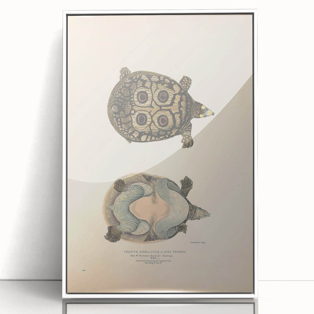 Vintage Animal Art – Eyed Trionix Turtle Illustration Print