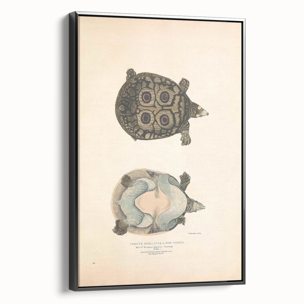 Vintage Animal Art – Eyed Trionix Turtle Illustration Print