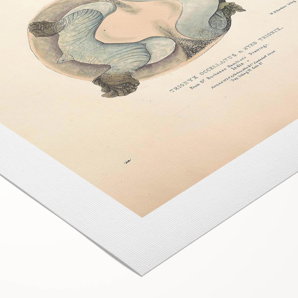 Vintage Animal Art – Eyed Trionix Turtle Illustration Print