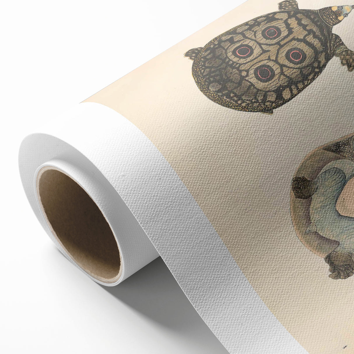 Vintage Animal Art – Eyed Trionix Turtle Illustration Print