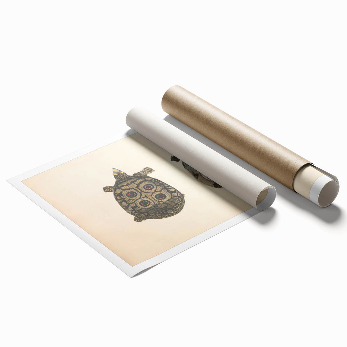 Vintage Animal Art – Eyed Trionix Turtle Illustration Print