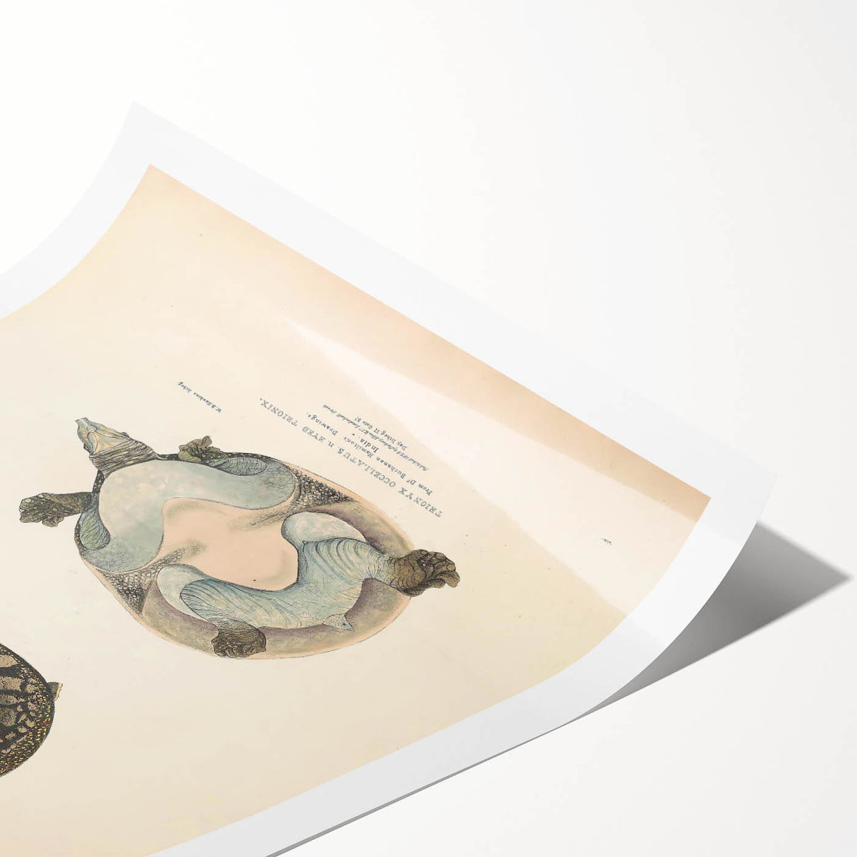 Vintage Animal Art – Eyed Trionix Turtle Illustration Print