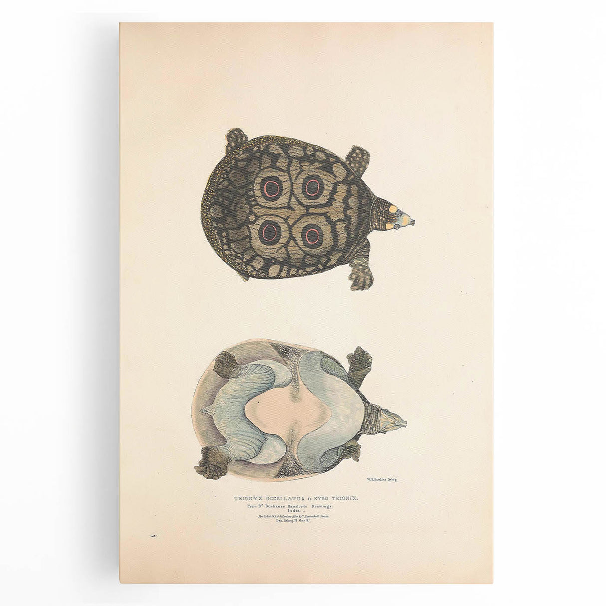 Vintage Animal Art – Eyed Trionix Turtle Illustration Print
