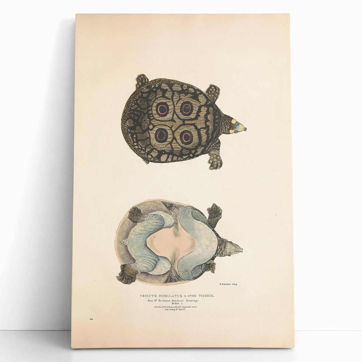 Vintage Animal Art – Eyed Trionix Turtle Illustration Print