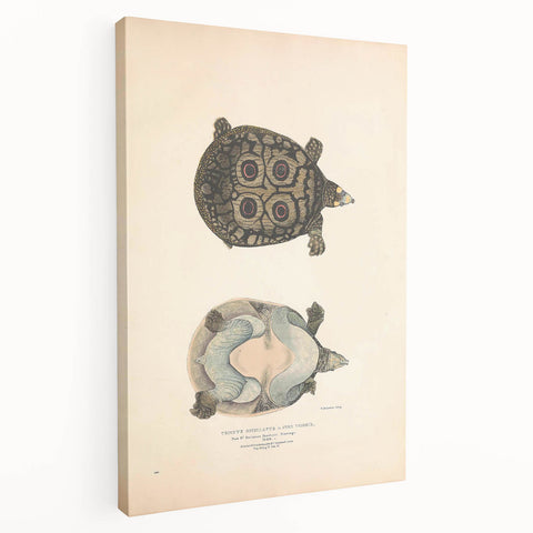 Vintage Animal Art – Eyed Trionix Turtle Illustration Print