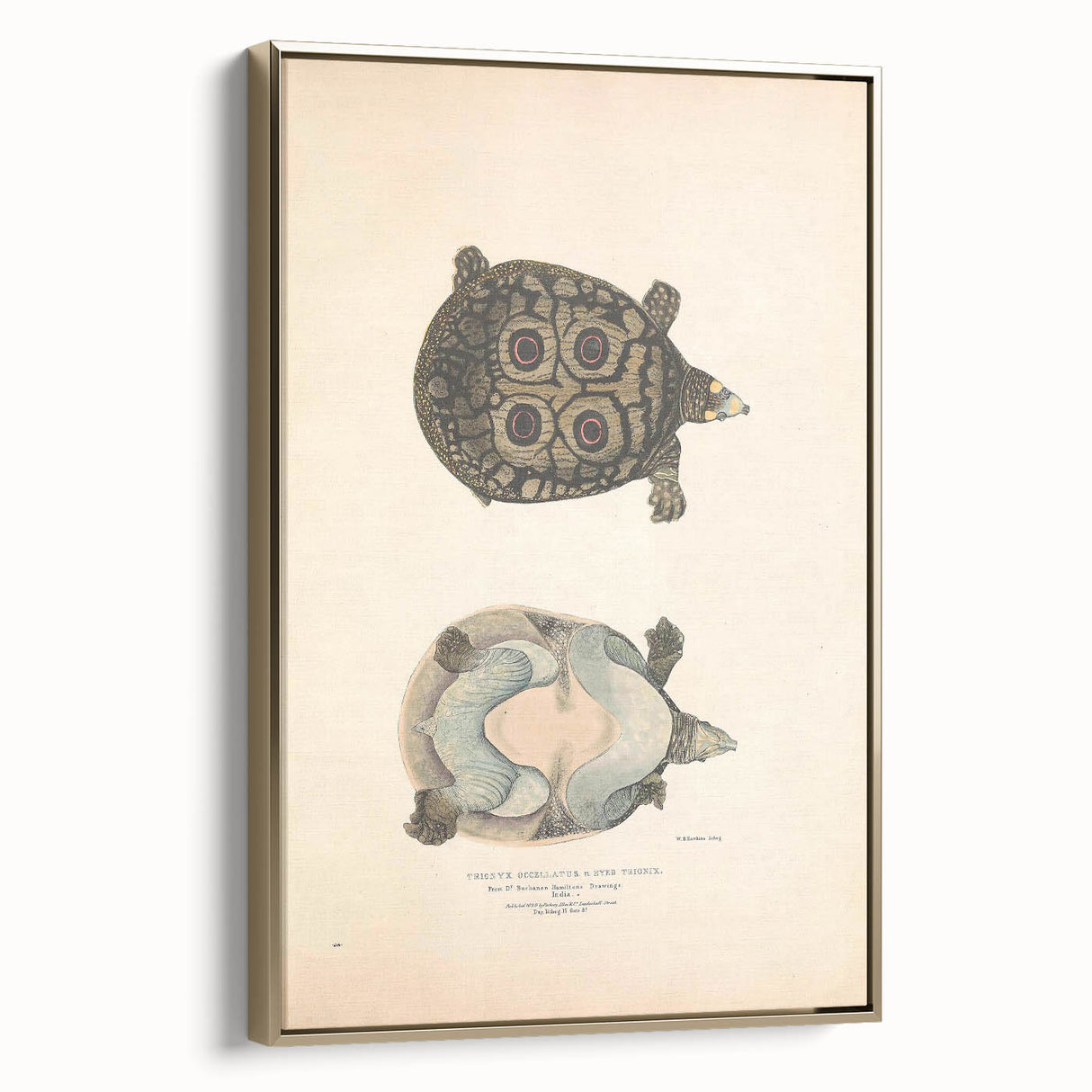 Vintage Animal Art – Eyed Trionix Turtle Illustration Print