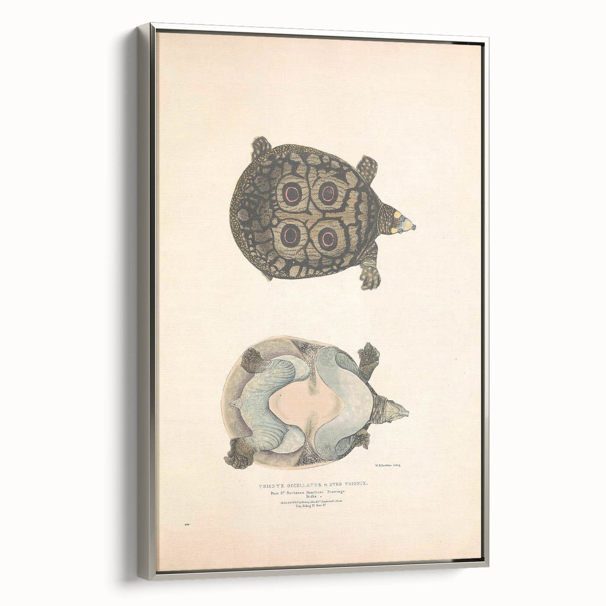 Vintage Animal Art – Eyed Trionix Turtle Illustration Print
