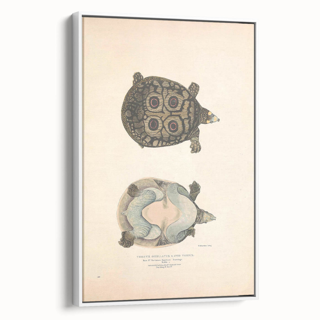 Vintage Animal Art – Eyed Trionix Turtle Illustration Print