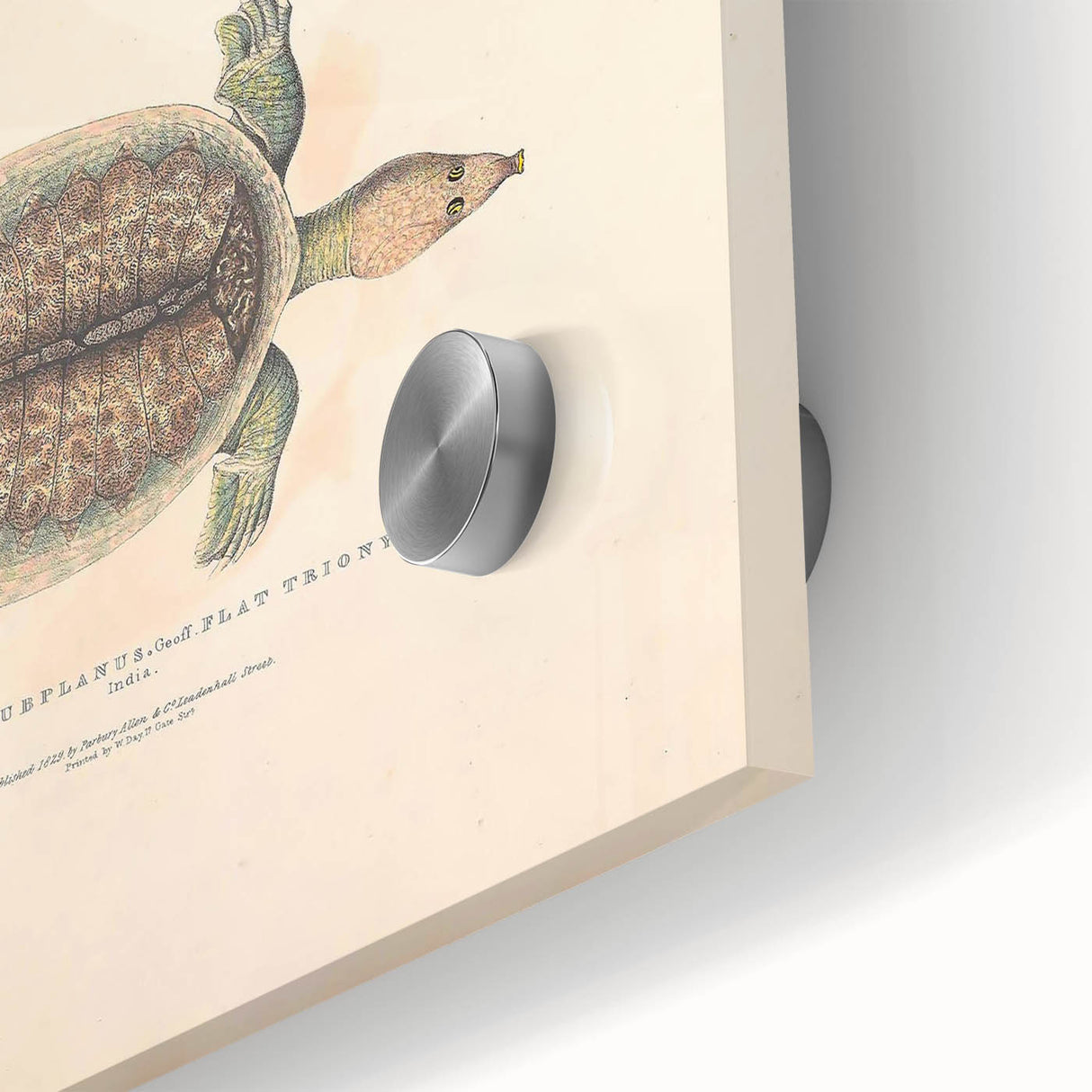 Vintage Animal Art – Flat Trionyx Turtle Illustration Print