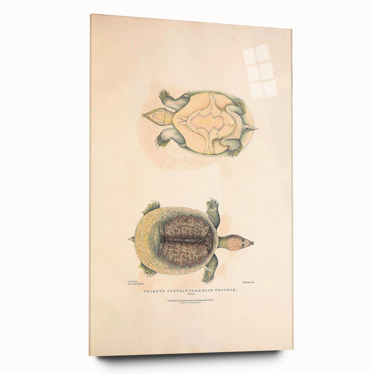 Vintage Animal Art – Flat Trionyx Turtle Illustration Print