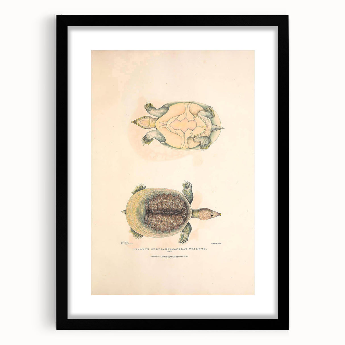 Vintage Animal Art – Flat Trionyx Turtle Illustration Print