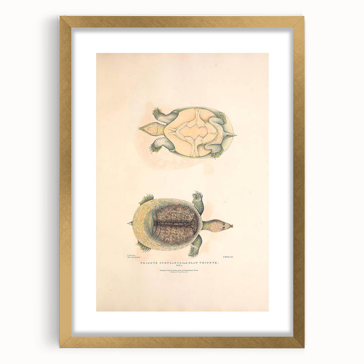 Vintage Animal Art – Flat Trionyx Turtle Illustration Print