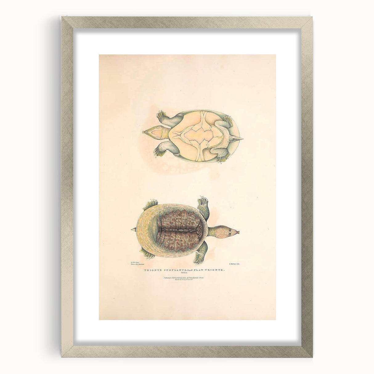 Vintage Animal Art – Flat Trionyx Turtle Illustration Print