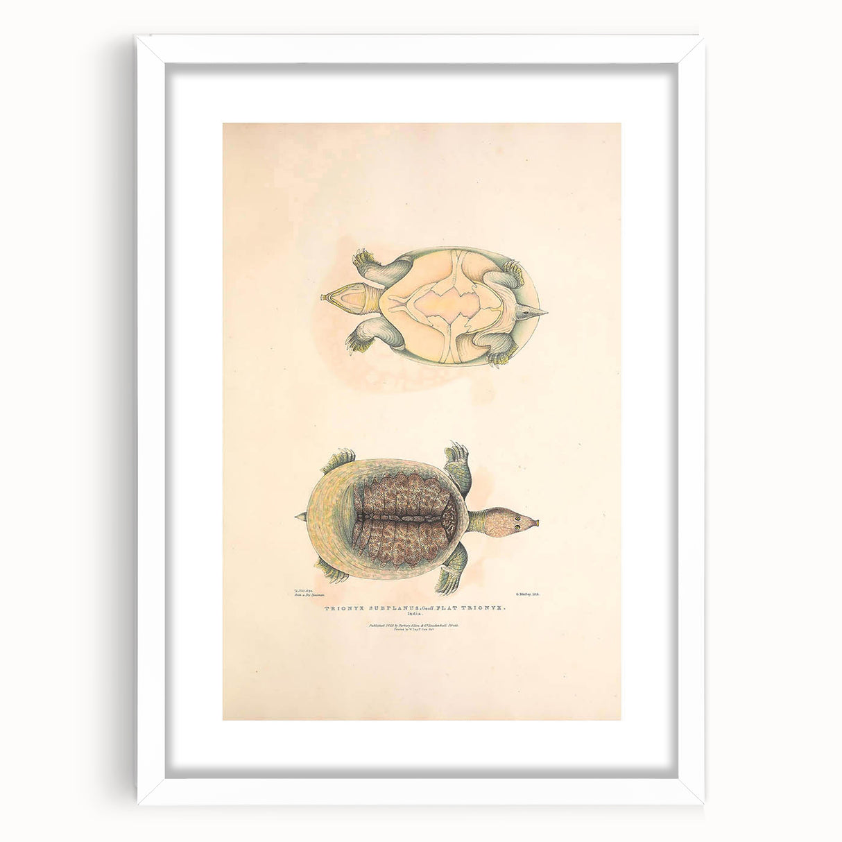 Vintage Animal Art – Flat Trionyx Turtle Illustration Print