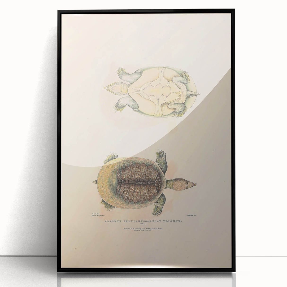 Vintage Animal Art – Flat Trionyx Turtle Illustration Print
