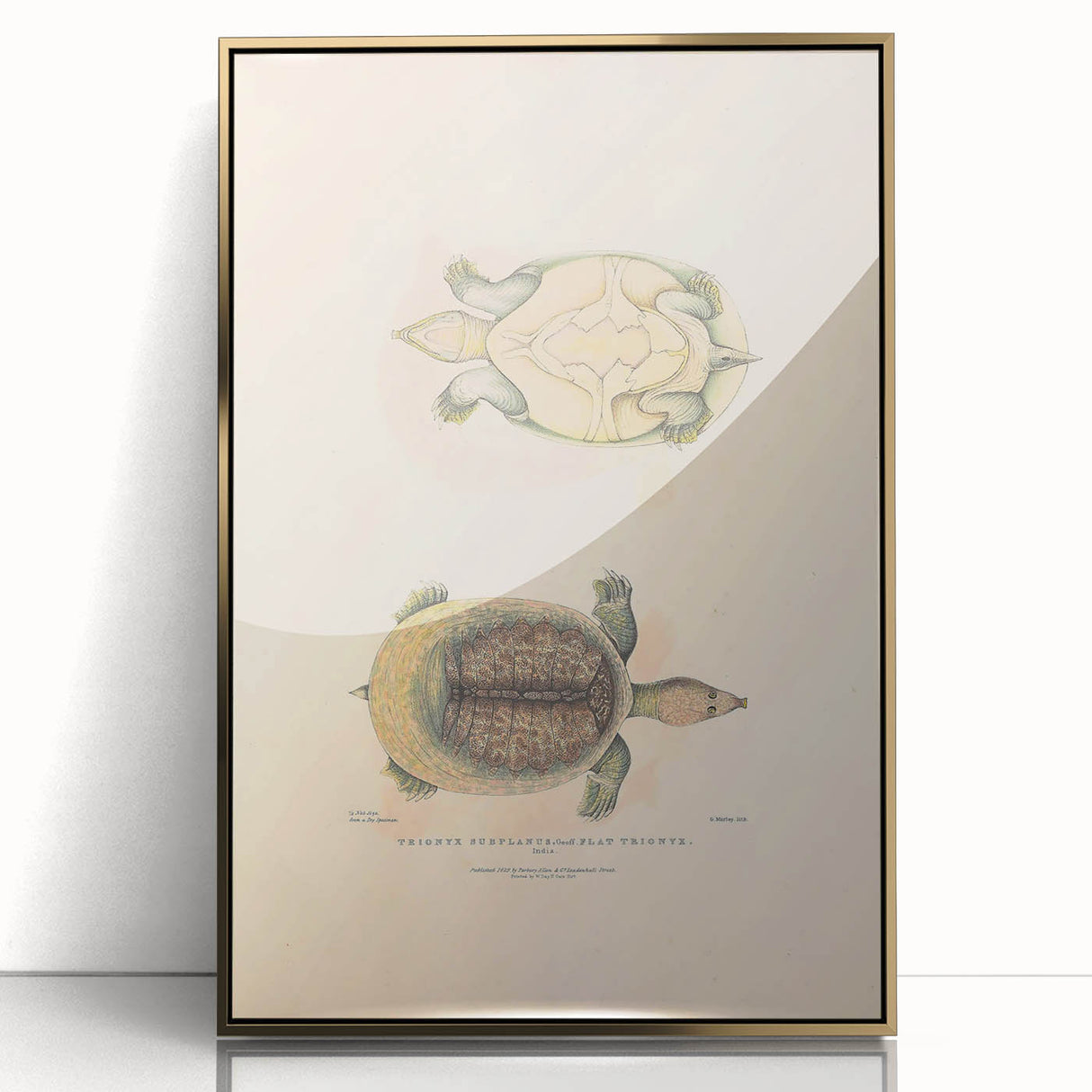 Vintage Animal Art – Flat Trionyx Turtle Illustration Print