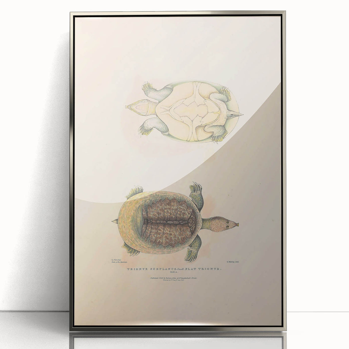 Vintage Animal Art – Flat Trionyx Turtle Illustration Print