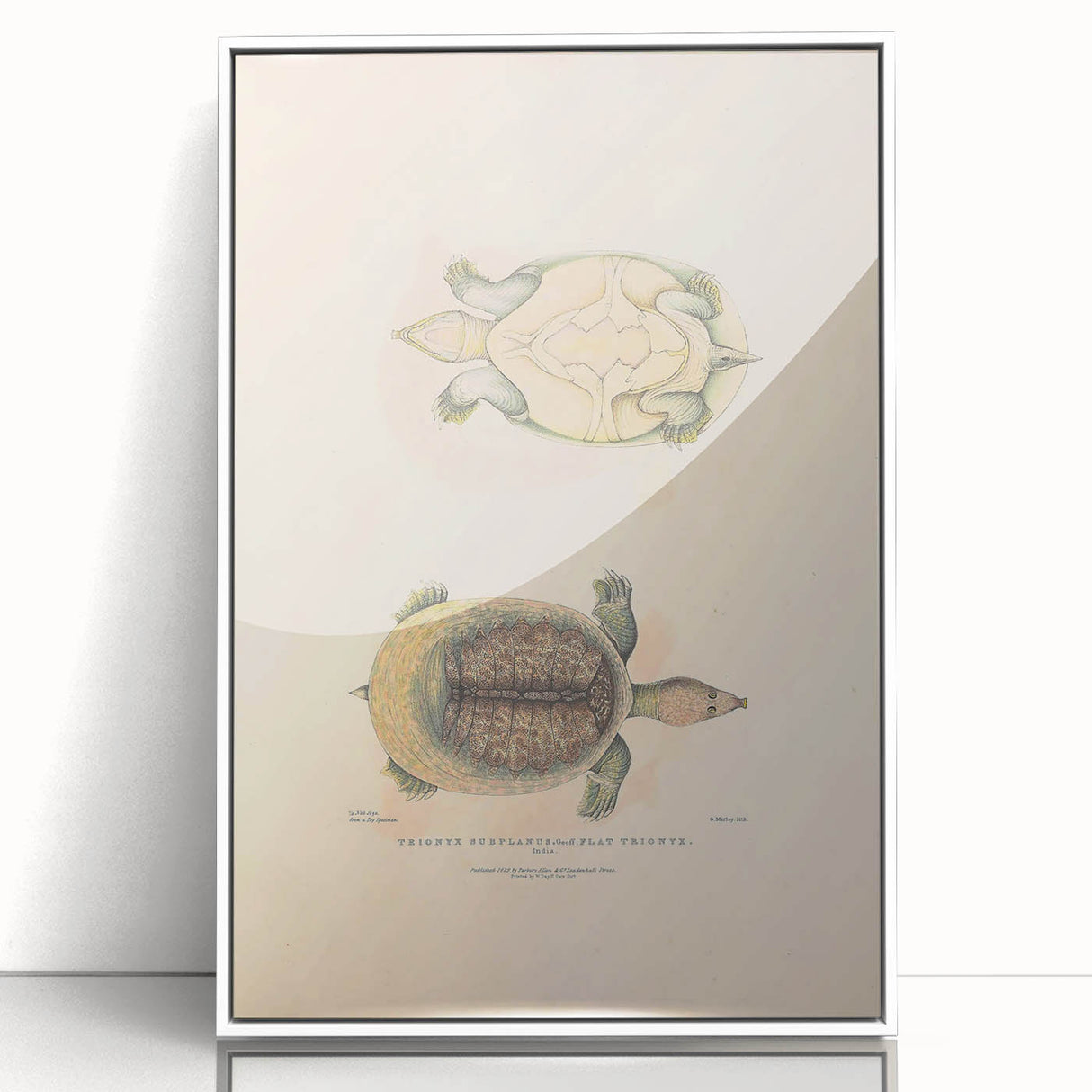 Vintage Animal Art – Flat Trionyx Turtle Illustration Print