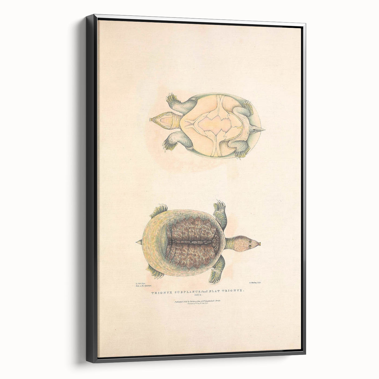 Vintage Animal Art – Flat Trionyx Turtle Illustration Print