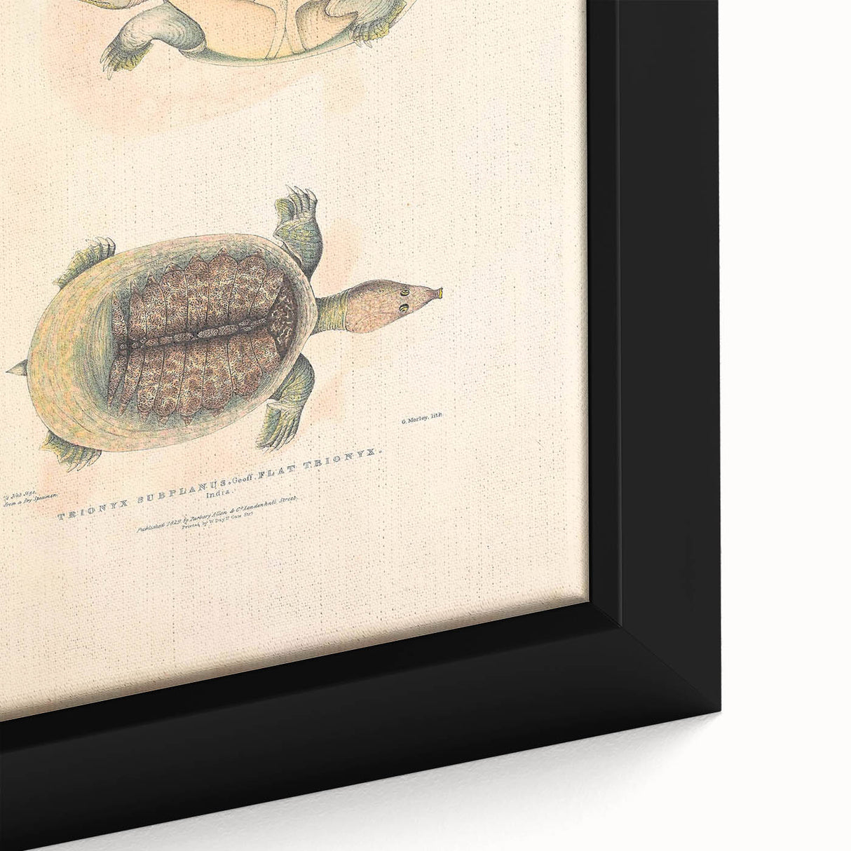 Vintage Animal Art – Flat Trionyx Turtle Illustration Print