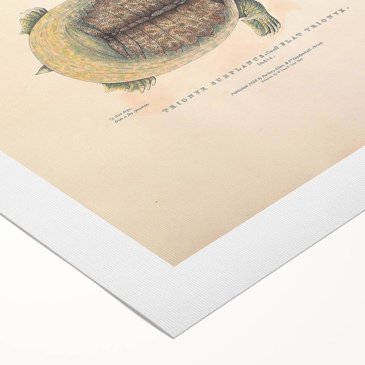 Vintage Animal Art – Flat Trionyx Turtle Illustration Print