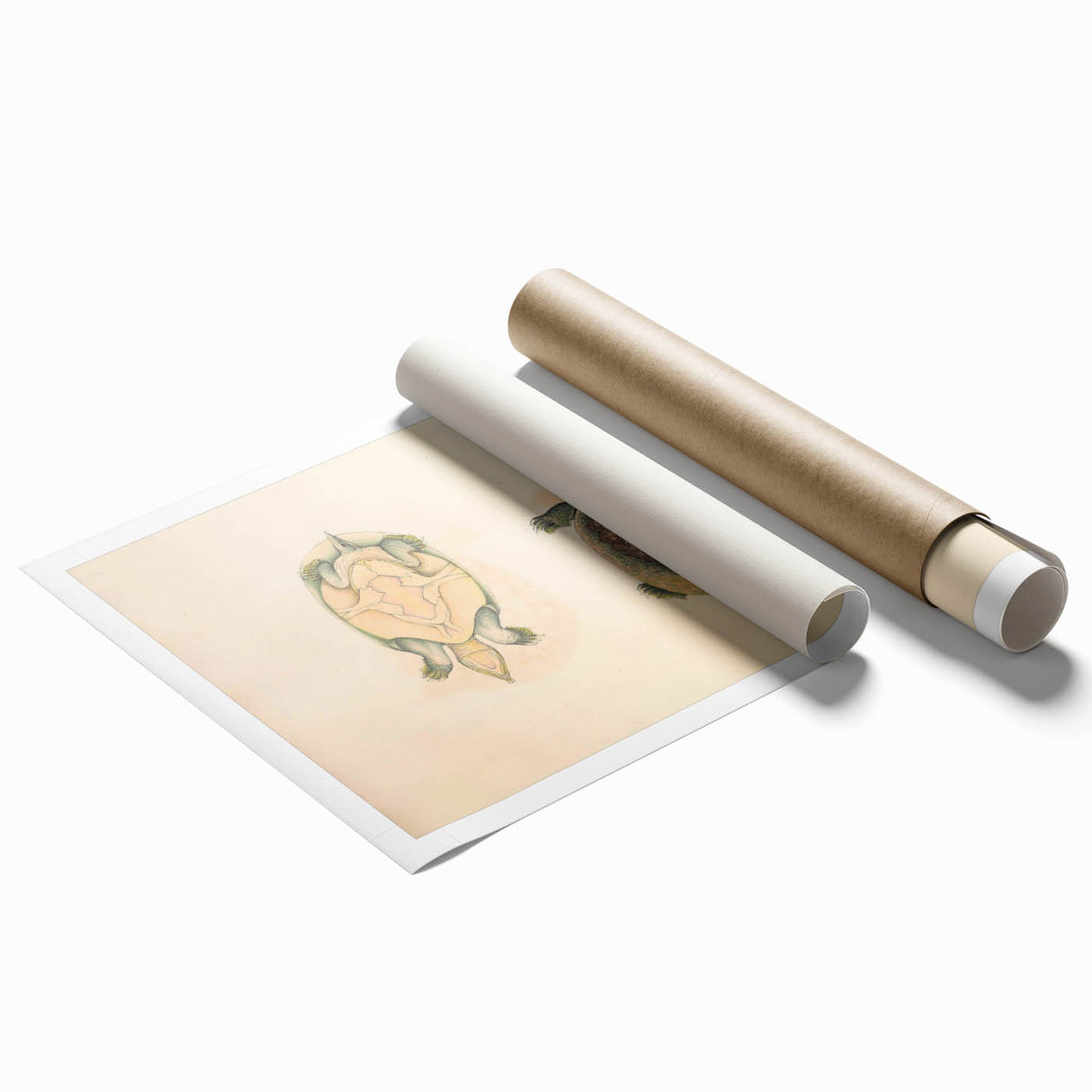 Vintage Animal Art – Flat Trionyx Turtle Illustration Print