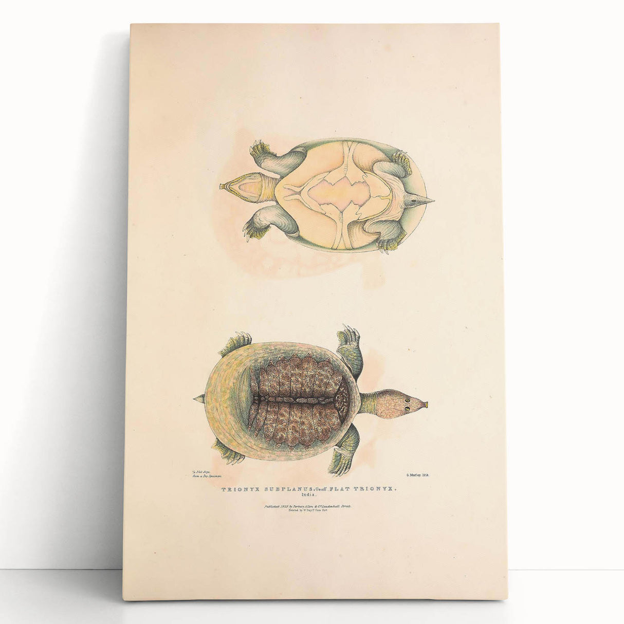 Vintage Animal Art – Flat Trionyx Turtle Illustration Print
