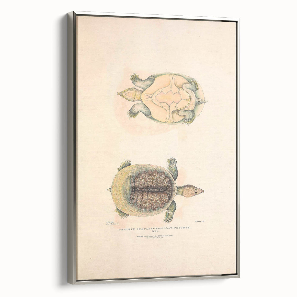 Vintage Animal Art – Flat Trionyx Turtle Illustration Print