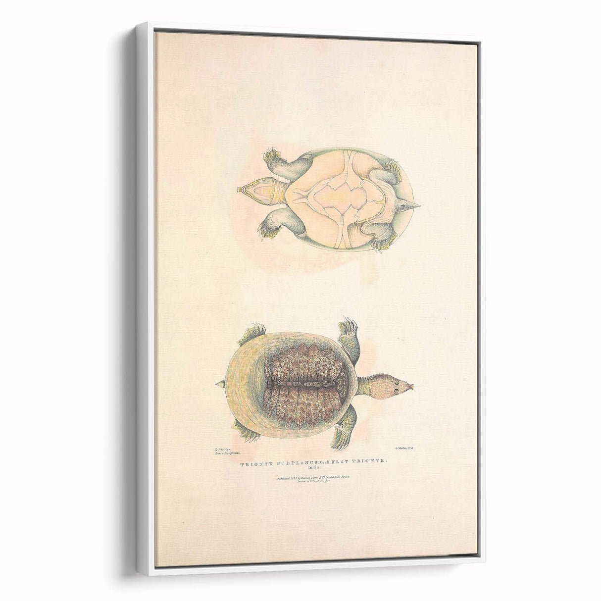 Vintage Animal Art – Flat Trionyx Turtle Illustration Print