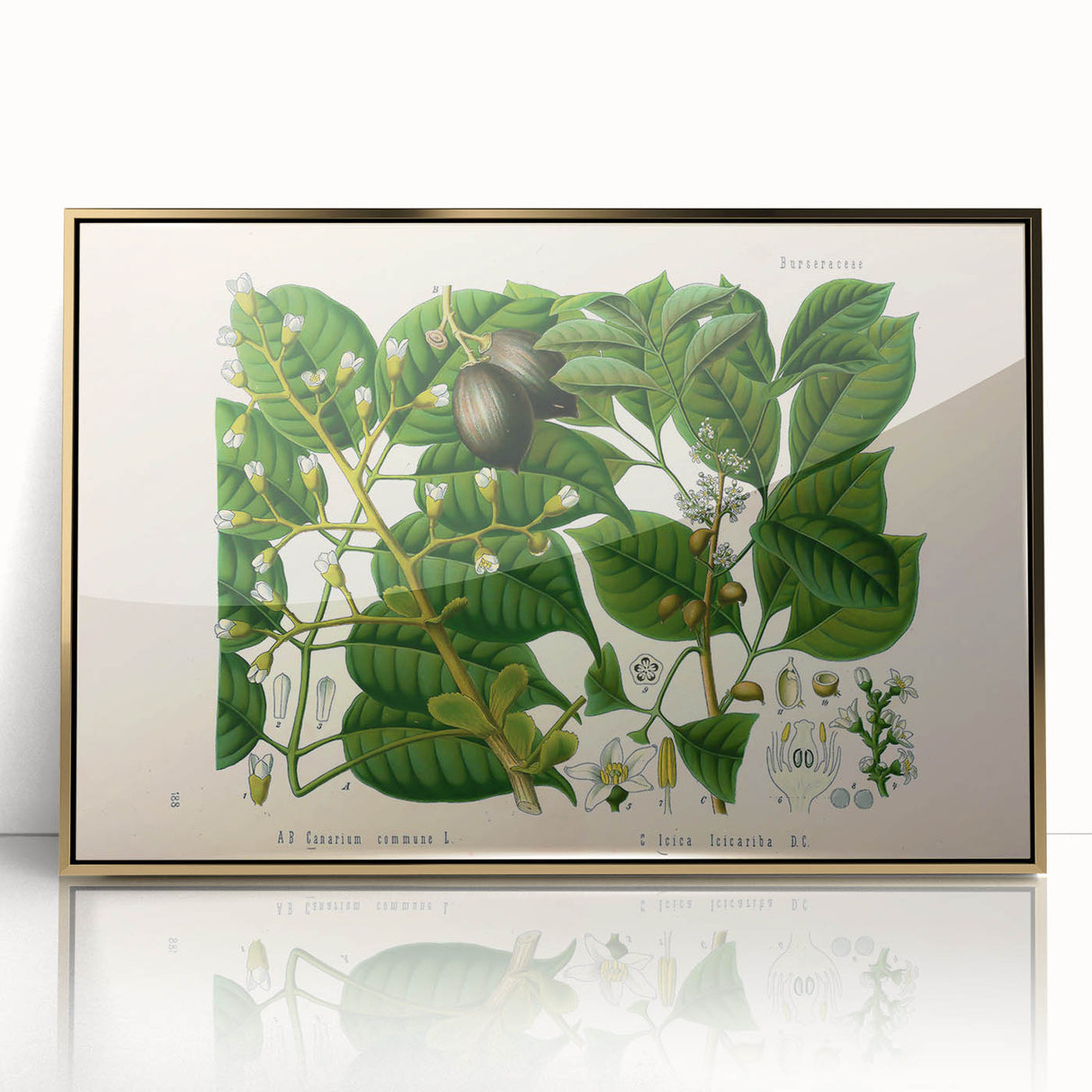 Botanical Art Prints: Elegant Floral & Leafy Plant Illustrations