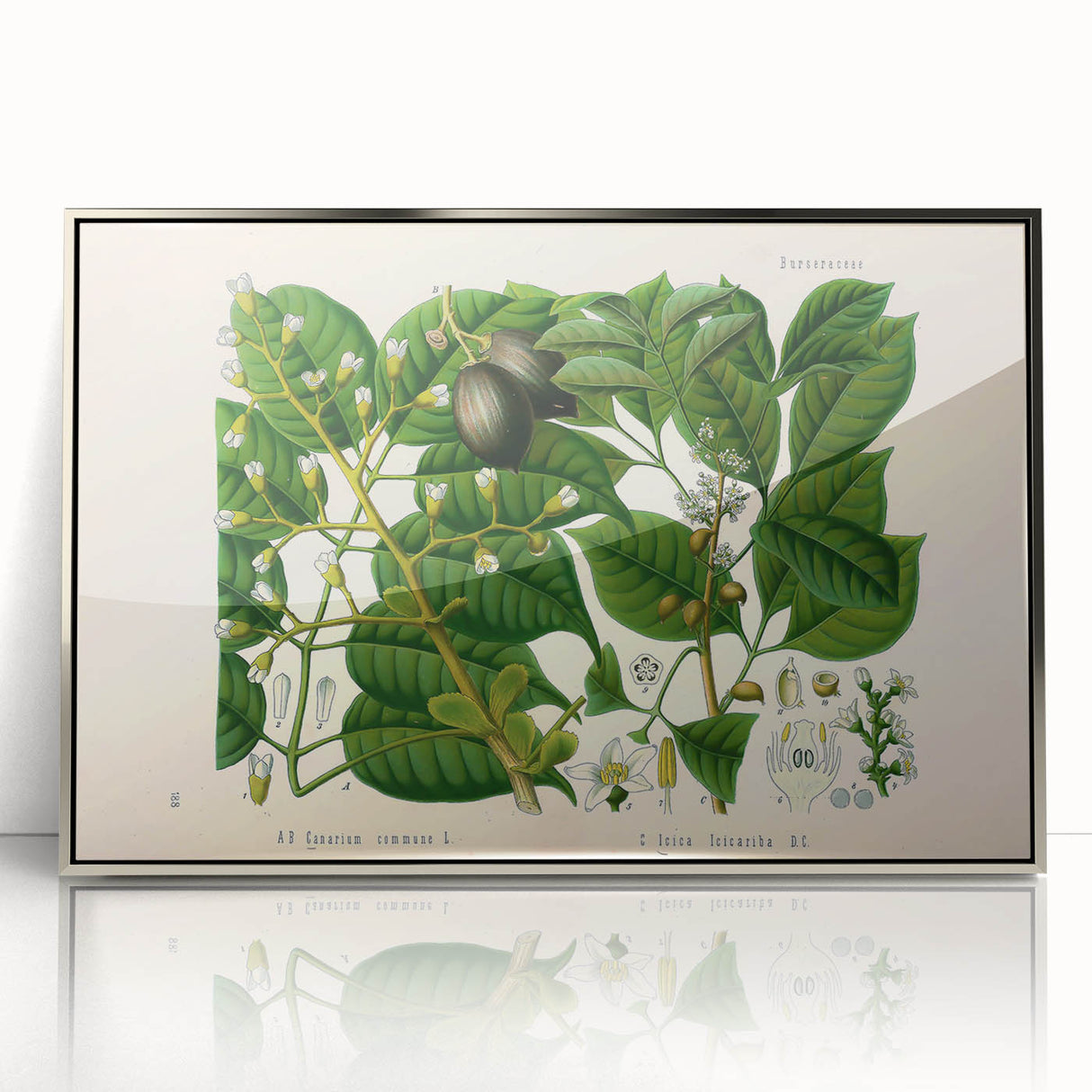Botanical Art Prints: Elegant Floral & Leafy Plant Illustrations