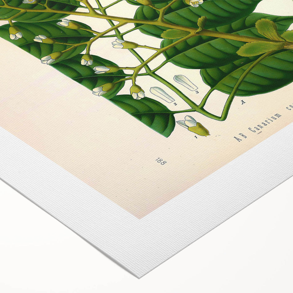 Botanical Art Prints: Elegant Floral & Leafy Plant Illustrations