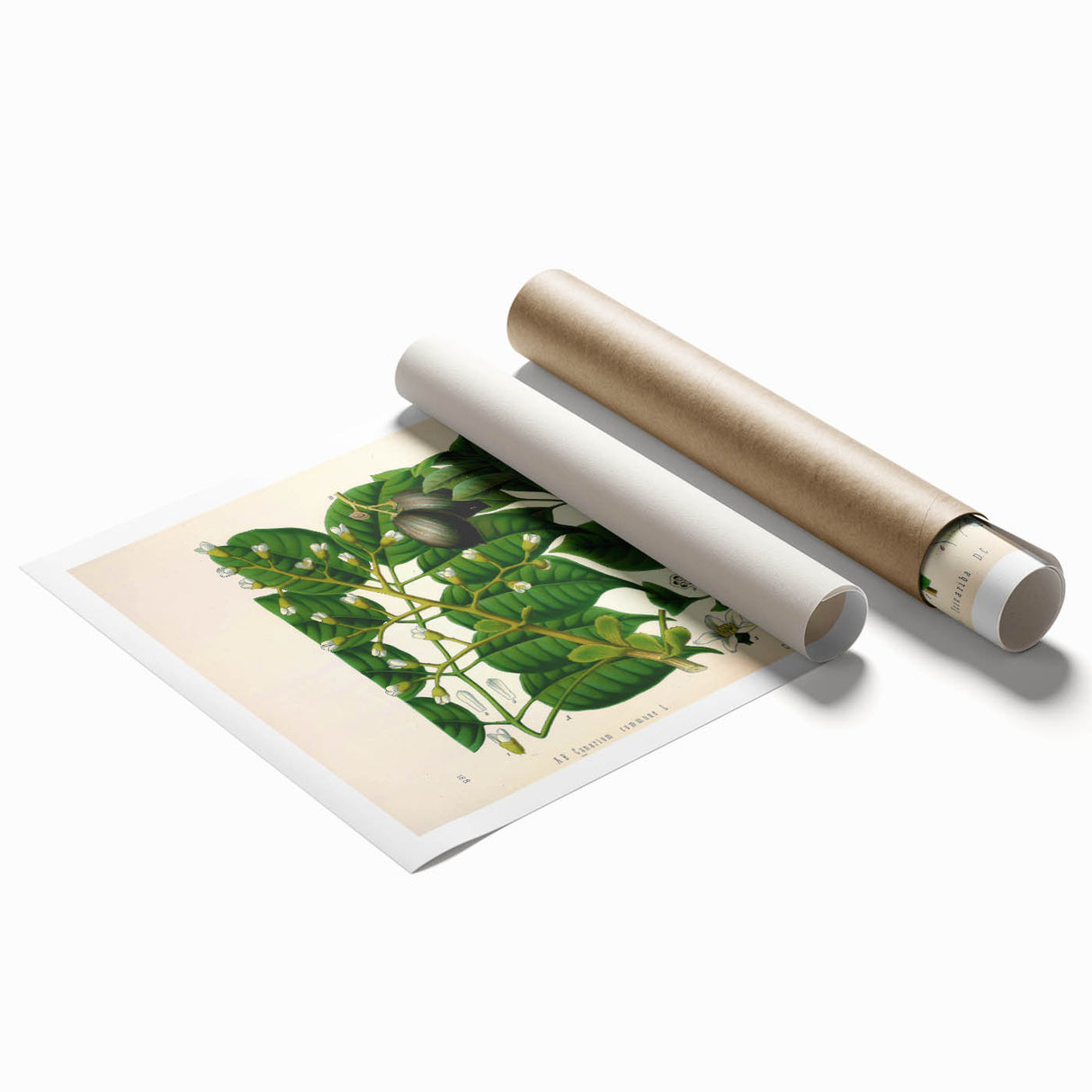 Botanical Art Prints: Elegant Floral & Leafy Plant Illustrations