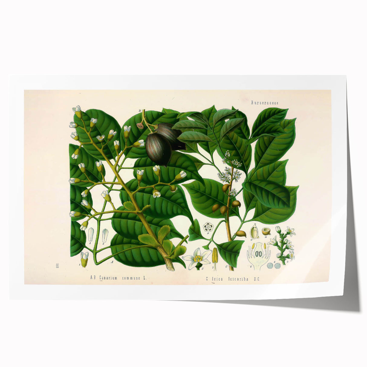 Botanical Art Prints: Elegant Floral & Leafy Plant Illustrations