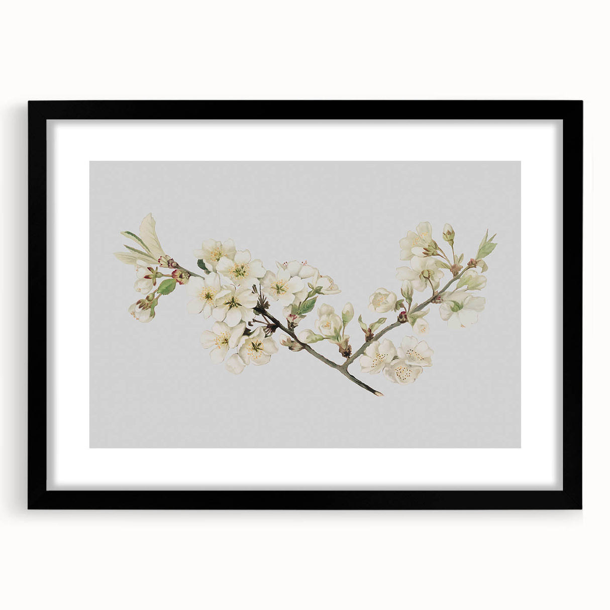 Delicate Cherry Blossom Art Prints: Elegant Floral Wall Art