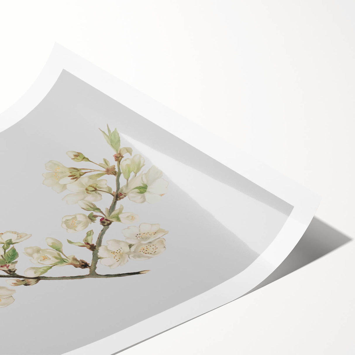 Delicate Cherry Blossom Art Prints: Elegant Floral Wall Art