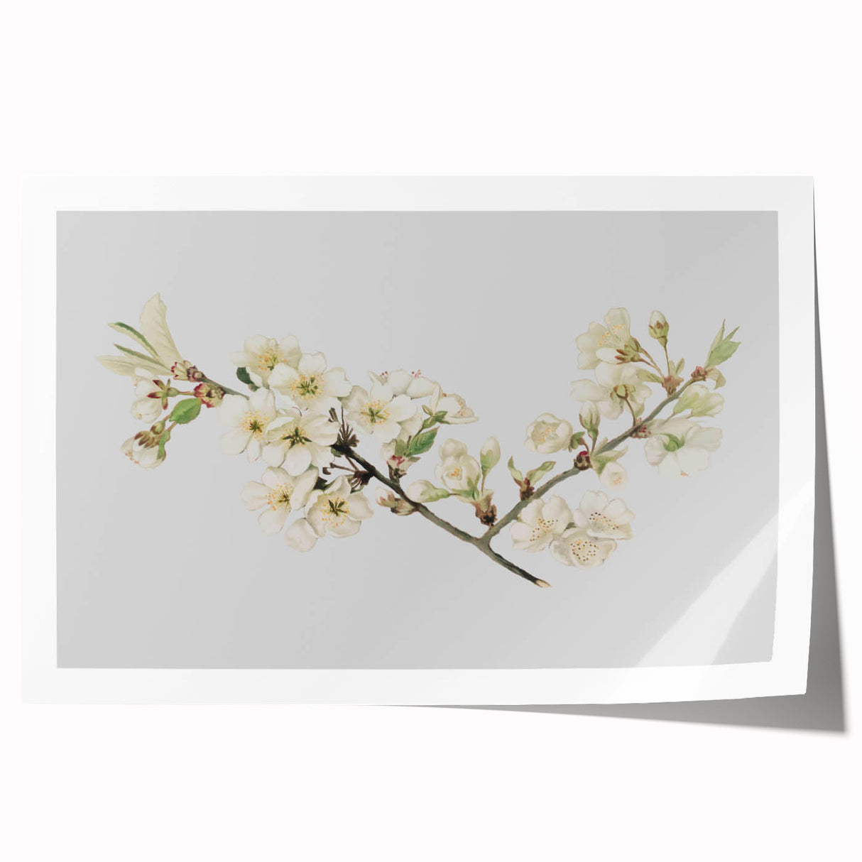 Delicate Cherry Blossom Art Prints: Elegant Floral Wall Art