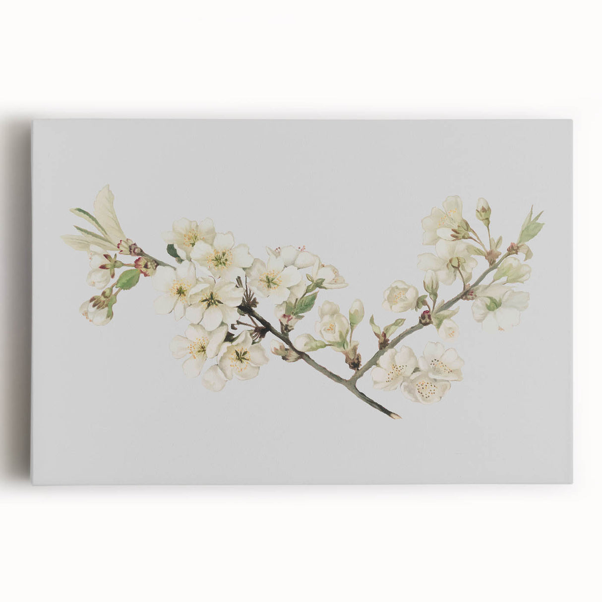 Delicate Cherry Blossom Art Prints: Elegant Floral Wall Art