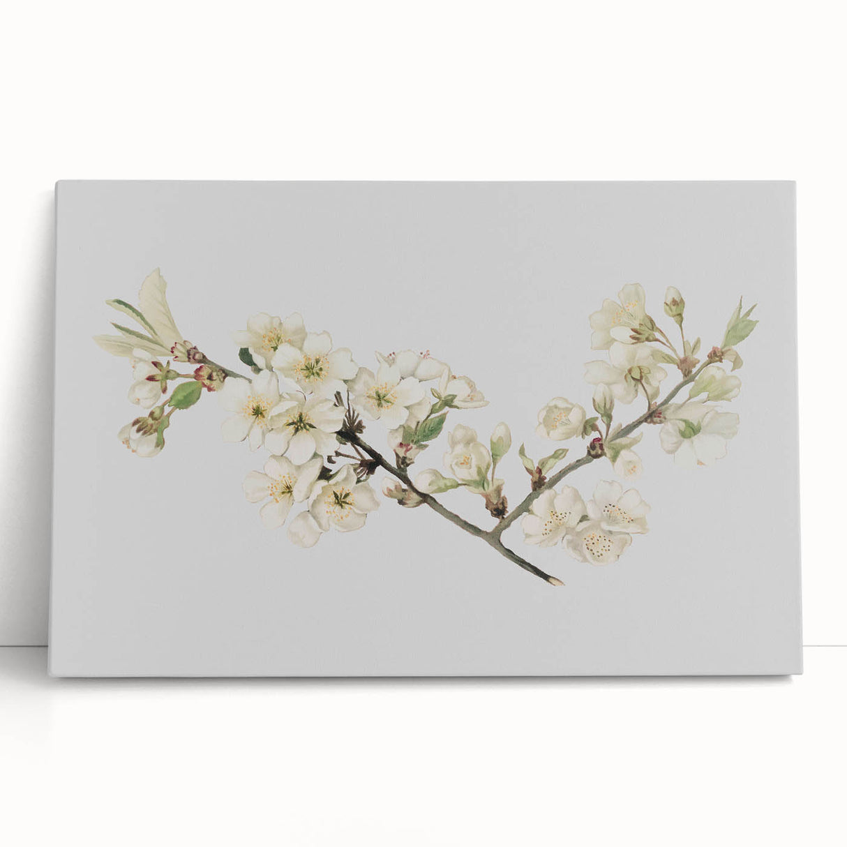 Delicate Cherry Blossom Art Prints: Elegant Floral Wall Art
