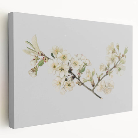 Delicate Cherry Blossom Art Prints: Elegant Floral Wall Art